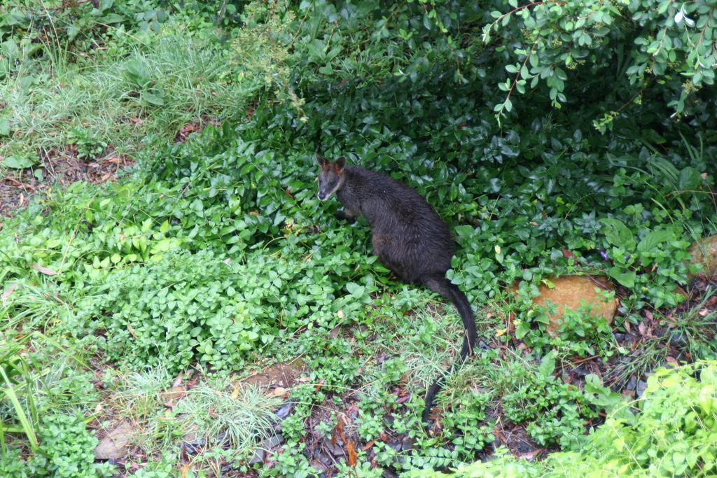 Bonza View Leilighet Kalorama Eksteriør bilde